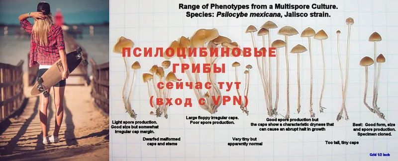 Псилоцибиновые грибы MAGIC MUSHROOMS  Крымск 